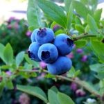 suplimente naturiste pentru imbunatatirea vederii